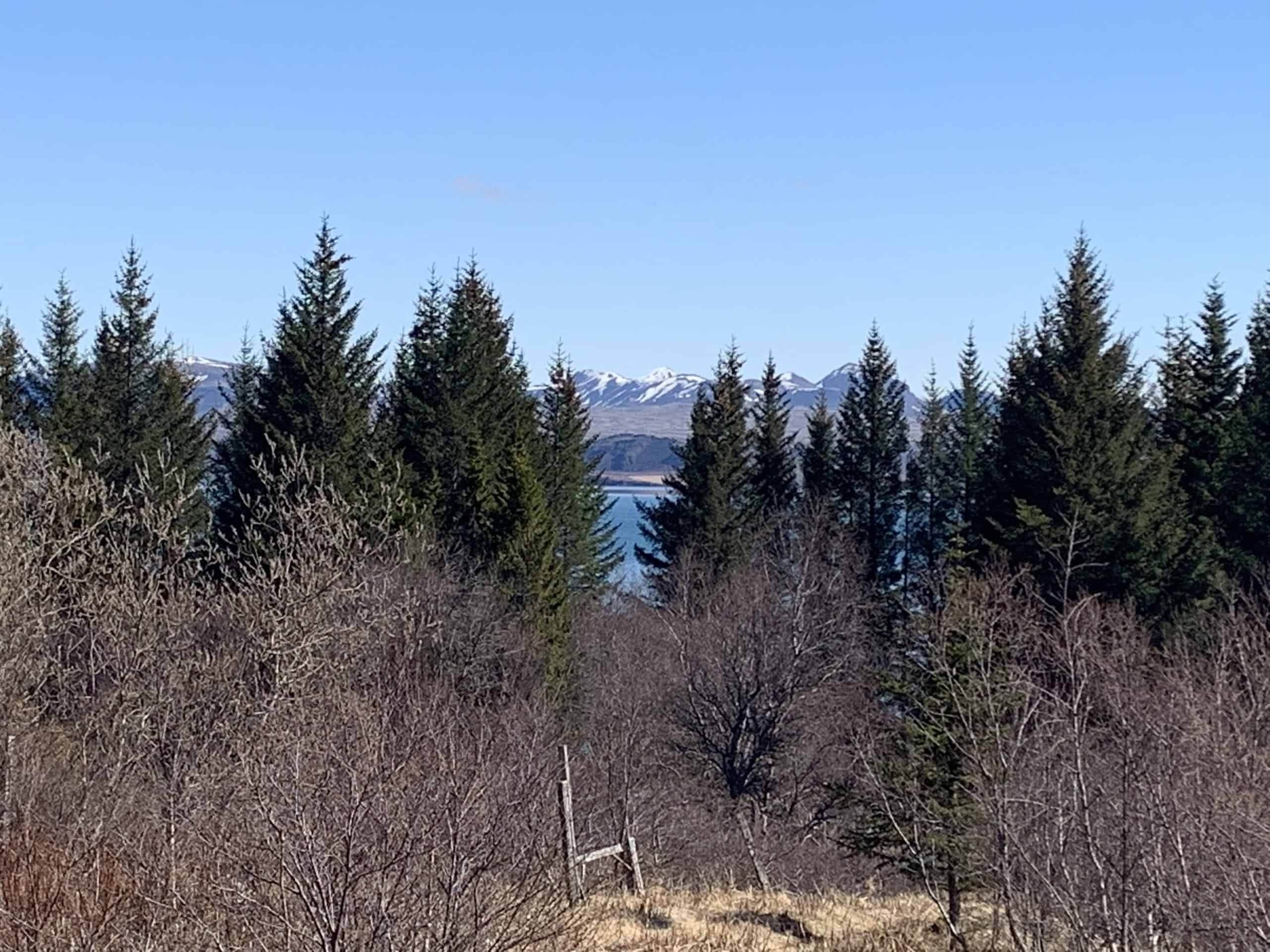 Skógrækt og ásýnd lands 5