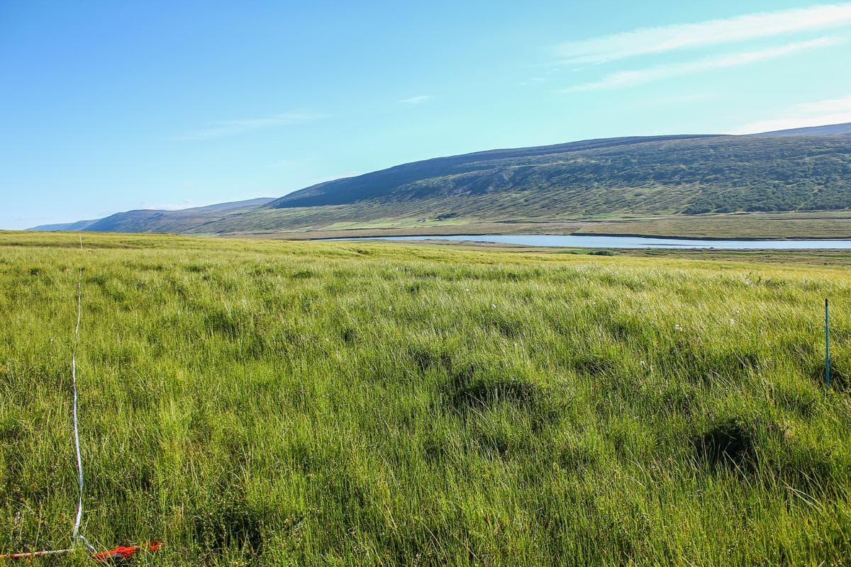 Votlendi og framræst votlendi image